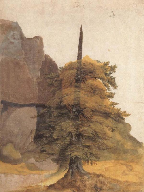 Albrecht Durer A Tree in a Quarry Germany oil painting art